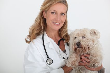 Post image for Super Foods to Help Prevent Canine Cancer