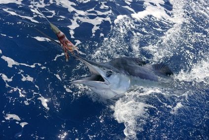 Post image for Billfish In The Bahamas