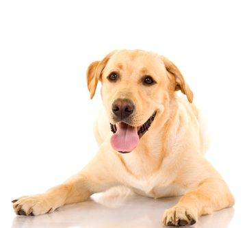 Post image for Older Dogs Depression When a New Dog Comes Home