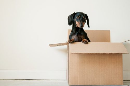 A dachshund in a moving box next to a white wall