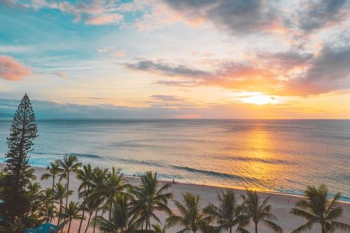 Coconut trees near the sea during a sunset