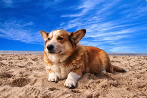 dog resting on the beach