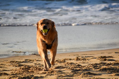 A dog running down the beach while carrying a yellow ball in its mouth