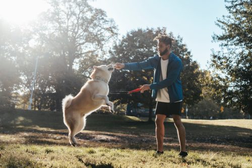 A man offering a stick to a dog while it's in the air, trying to catch it