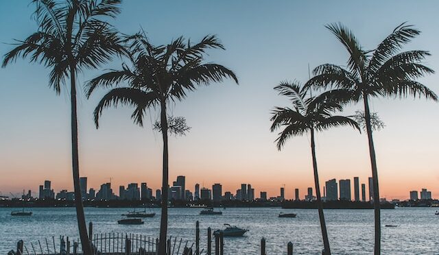 palm trees with city skyline background