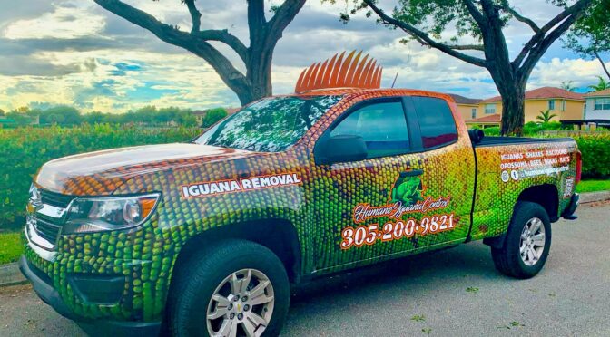 Humane Iguana Control: Protecting South Florida’s Ecosystem from Invasive Green Iguanas
