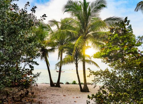  Palm trees on a beach. 