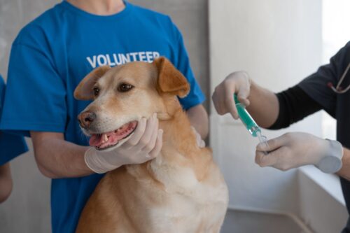 People helping a sick dog as part of the volunteering opportunities in Miami. 