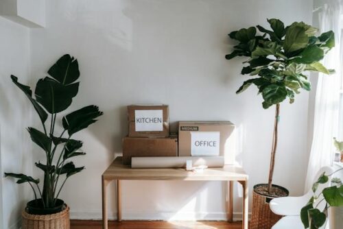 Cardboard boxes labeled 'kitchen' and 'office' on a table in a bright room with a large leafy plant.
