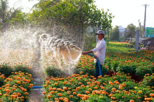 Man spraying water on orange flowers