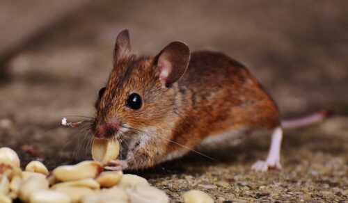 Brown rat eating a peanut